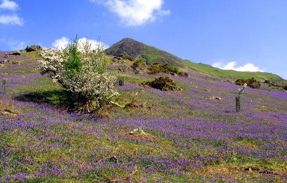 Bluebells in Rannerdale (by Loweswater in the Lake District)