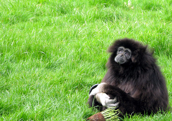 Trotters Animal Farm at Bassenthwaite (near Keswick in the Lake District)